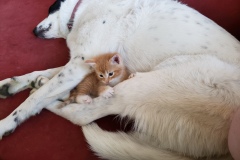 Daisy and Kitten